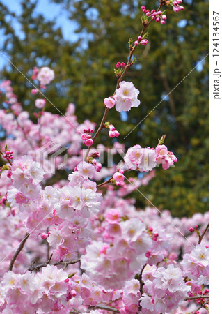 フランス、パリ。モンソー公園に咲いている桜。2025年3月15日撮影。 124134567