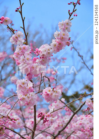 フランス、パリ。モンソー公園に咲いている桜。2025年3月15日撮影。 フランス、パリ。モンソー公園に咲いている桜。2025年3月15日撮影。 124134568
