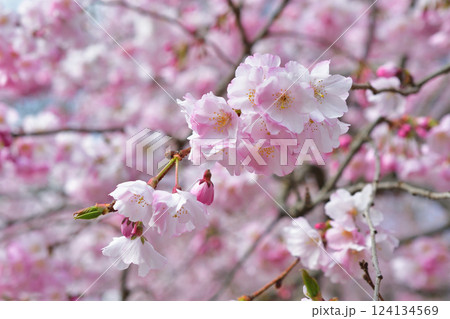 フランス、パリ。モンソー公園に咲いている桜。2025年3月15日撮影。 124134569
