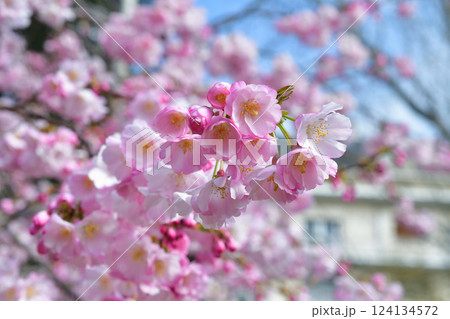 フランス、パリ。モンソー公園に咲いている桜。2025年3月15日撮影。 124134572