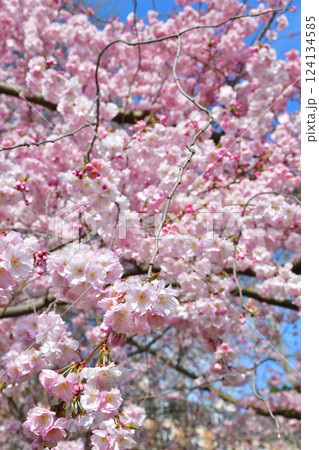 フランス、パリ。モンソー公園に咲いている桜。2025年3月15日撮影。 フランス、パリ。モンソー公園に咲いている桜。2025年3月15日撮影。 124134585
