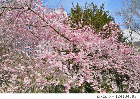 フランス、パリ。モンソー公園に咲いている桜。2025年3月15日撮影。 フランス、パリ。モンソー公園に咲いている桜。2025年3月15日撮影。 124134595