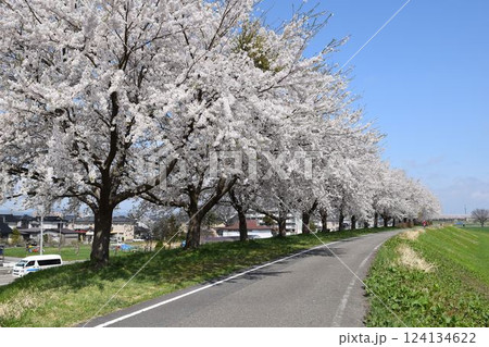 約300本の桜が1.5kmに渡り連なる 赤川の桜並木 約300本の桜が1.5kmに渡り連なる 赤川の桜並木 124134622