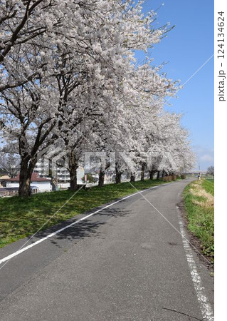 約300本の桜が1.5kmに渡り連なる 赤川の桜並木 約300本の桜が1.5kmに渡り連なる 赤川の桜並木 124134624