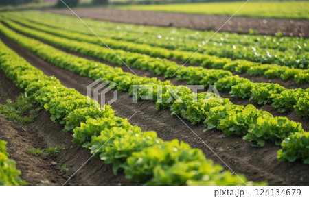 Plowing, seeds, harvest: the harmony of man and land in farming 124134679