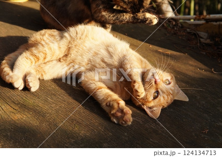 おもちゃ遊びに疲れて寝る可愛い子猫 124134713