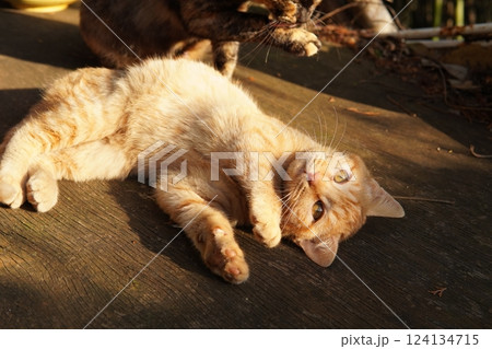 おもちゃ遊びに疲れて寝る可愛い子猫 124134715