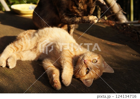 おもちゃ遊びに疲れて寝る可愛い子猫 124134716