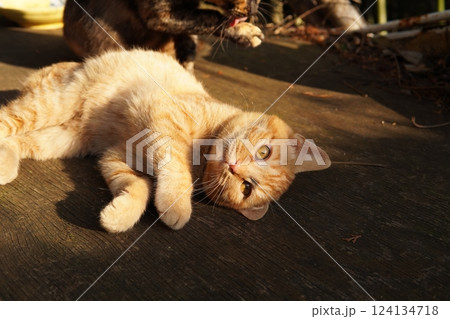 おもちゃ遊びに疲れて寝る可愛い子猫 おもちゃ遊びに疲れて寝る可愛い子猫 124134718