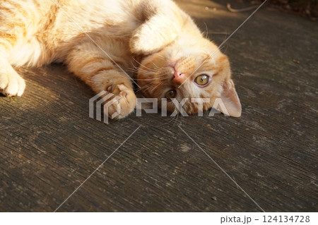 おもちゃ遊びに疲れて寝る可愛い子猫 おもちゃ遊びに疲れて寝る可愛い子猫 124134728