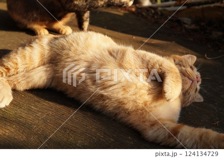 おもちゃ遊びに疲れて寝る可愛い子猫 おもちゃ遊びに疲れて寝る可愛い子猫 124134729