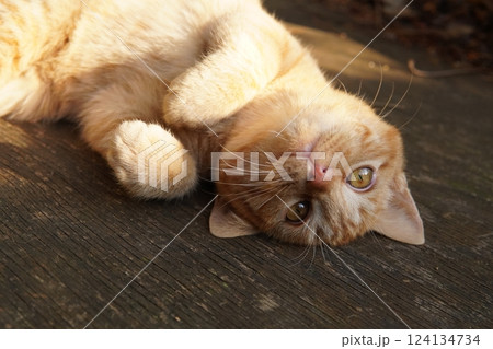 おもちゃ遊びに疲れて寝る可愛い子猫 おもちゃ遊びに疲れて寝る可愛い子猫 124134734