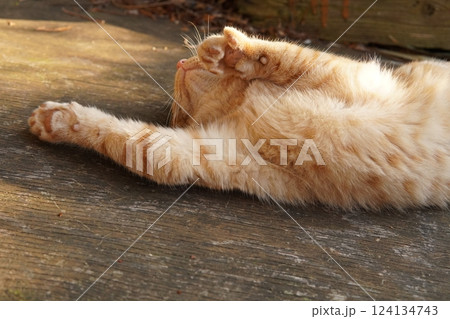 おもちゃ遊びに疲れて寝る可愛い子猫 おもちゃ遊びに疲れて寝る可愛い子猫 124134743