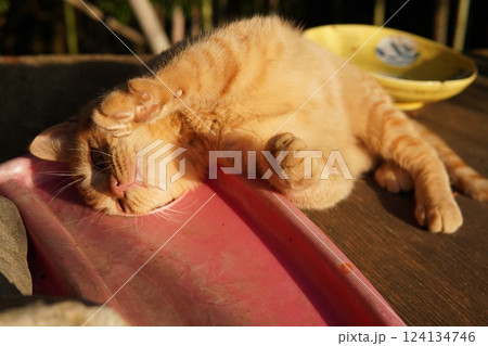 おもちゃ遊びに疲れて寝る可愛い子猫 おもちゃ遊びに疲れて寝る可愛い子猫 124134746