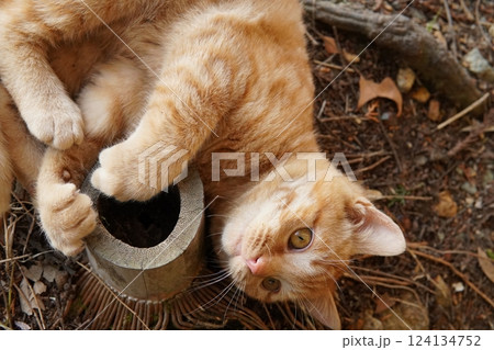 おもちゃ遊びに疲れて寝る可愛い子猫 124134752