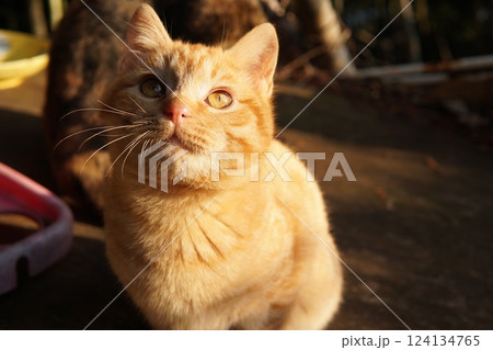 おもちゃ遊びに疲れて寝る可愛い子猫 おもちゃ遊びに疲れて寝る可愛い子猫 124134765