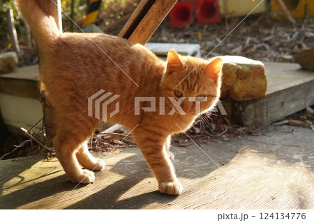 おもちゃ遊びに疲れて寝る可愛い子猫 124134776