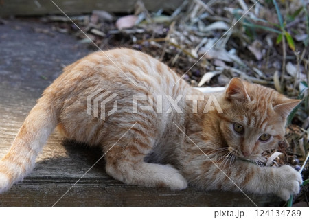 おもちゃ遊びに疲れて寝る可愛い子猫 おもちゃ遊びに疲れて寝る可愛い子猫 124134789