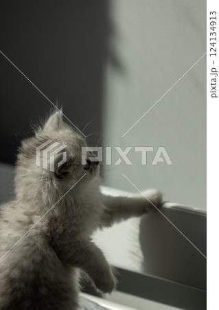 Adorable Kitten Curiously Observing Its Surroundings, Captured in a Moment of Wonder and Fascination Beneath Natural Light, Evoking a Sense of Playfulness and Innocence Adorable Kitten Curiously Observing Its Surroundings, Captured in a Moment of Wonder and Fascination Beneath Natural Light, Evoking a Sense of Playfulness and Innocence 124134913