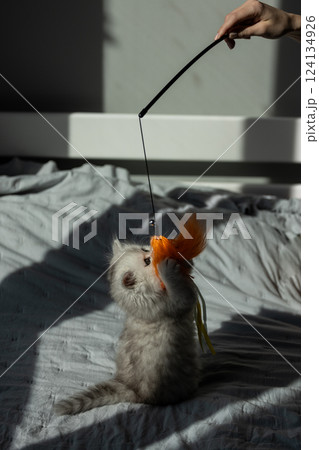 Playful Kitten Chasing a Colorful Toy in Soft Natural Light - A Heartwarming Moment of Feline Fun Captured in a Cozy Indoor Environment Playful Kitten Chasing a Colorful Toy in Soft Natural Light - A Heartwarming Moment of Feline Fun Captured in a Cozy Indoor Environment 124134926