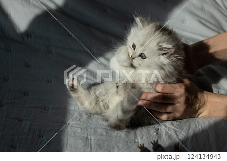Cuddle Time with a Playful Persians Kitten in a Sunlit Room, Enjoying Its Time with Gentle Human Hands, Creating a Heartwarming and Adorable Scene of Feline Innocence Cuddle Time with a Playful Persians Kitten in a Sunlit Room, Enjoying Its Time with Gentle Human Hands, Creating a Heartwarming and Adorable Scene of Feline Innocence 124134943