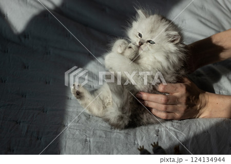 Adorable Persian Kitten Being Cuddled: A Heartwarming Scene Captured in Soft Natural Light on a Cozy Bedspread 124134944