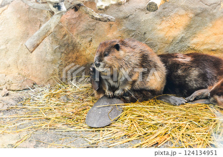 アメリカビーバー(鳥羽水族館) アメリカビーバー(鳥羽水族館) 124134951