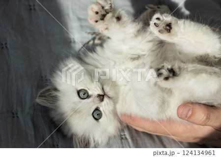 Adorable Kitten Being Held by a Person in a Soft Light with Bright Blue Eyes Resting Comfortably on Their Back, Showing Its Cute Paws and Soft, Fluffy Fur 124134961