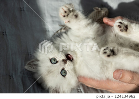 Adorable White Kitten Being Cuddled and Played With, Featuring Its Playful Expression and Soft Fur, Perfect for Cat Lovers and Animal Enthusiasts Who Adore Feline Companions Adorable White Kitten Being Cuddled and Played With, Featuring Its Playful Expression and Soft Fur, Perfect for Cat Lovers and Animal Enthusiasts Who Adore Feline Companions 124134962