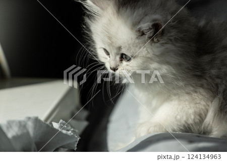 A Beautiful White Kitten Gazing Thoughtfully into the Distance in a Cozy Indoor Setting with Soft Light Highlighting Its Fluffy Fur and Big Blue Eyes 124134963