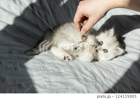 Adorable Kitten Playing with Toy - A Playful Moment Captured in Soft Natural Light 124135003