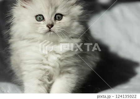 Fluffy Kitten with Striking Blue Eyes Posing Softly in Natural Light, Captivating Pet Portrait That Showcases Its Charming Features and Irresistible Cuteness Fluffy Kitten with Striking Blue Eyes Posing Softly in Natural Light, Captivating Pet Portrait That Showcases Its Charming Features and Irresistible Cuteness 124135022