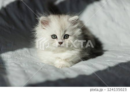 Adorable Fluffy Kitten with Captivating Green Eyes Relaxing Comfortably on a Soft Light Gray Blanket in a Warm Sunlit Room Adorable Fluffy Kitten with Captivating Green Eyes Relaxing Comfortably on a Soft Light Gray Blanket in a Warm Sunlit Room 124135023