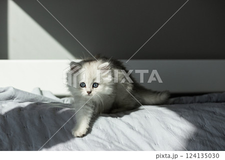 Adorable Little Kitten with Blue Eyes and Fluffy Fur Exploring Its Surroundings in a Sunlit Room, Capturing the Joy of Feline Curiosity and Playfulness 124135030