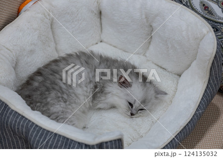 Cozy Moments: A Sleepy Gray Kitten Nestled in Its Plush Bed with Soft White Padding and Striped Borders, Capturing the Essence of Comfort and Warmth in a Home Environment 124135032