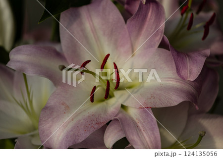 Delicate Lilies in Full Bloom: An Exquisite Display of Nature's Elegance Captured in Stunning Detail and Gracefully Highlighting Their Beautiful Petals and Vibrant Colors Delicate Lilies in Full Bloom: An Exquisite Display of Nature's Elegance Captured in Stunning Detail and Gracefully Highlighting Their Beautiful Petals and Vibrant Colors 124135056