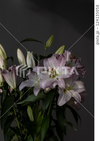 Elegant Lilies in Soft Pastel Shades Against a Dark Background, Showcasing the Beauty and Grace of Nature's Design in Floral Arrangements and Their Serene Appeal 124135058