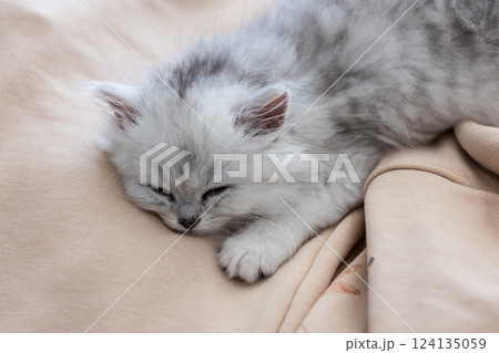 Adorable Persian Kitten Resting on Soft Fabric Blanket: A Serene Moment Captured in Lush Fur and Sweet Innocence 124135059