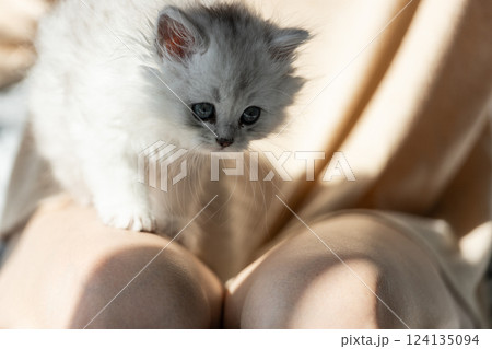 Adorable Fluffy Kitten Captivating Attention While Exploring a Cozy Indoor Space on Soft Legs with Gentle Sunlight Streaming In Adorable Fluffy Kitten Captivating Attention While Exploring a Cozy Indoor Space on Soft Legs with Gentle Sunlight Streaming In 124135094