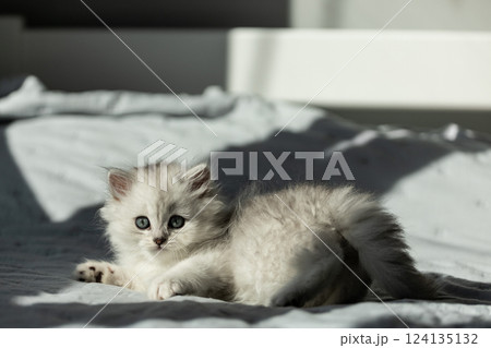 Adorable fluffy gray kitten with bright blue eyes lounging on a tranquil bed, capturing the essence of a cozy home environment filled with warmth and peace, enjoying sunlight. 124135132