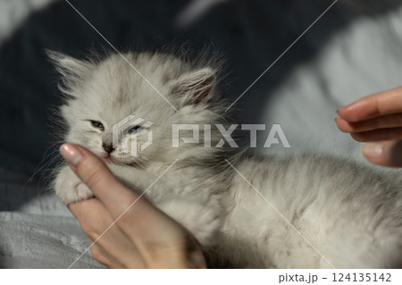 Adorable fluffy kitten being held lovingly, showcasing its soft fur and tranquil expression in a cozy setting that highlights a delightful moment of companionship and tenderness. Adorable fluffy kitten being held lovingly, showcasing its soft fur and tranquil expression in a cozy setting that highlights a delightful moment of companionship and tenderness. 124135142