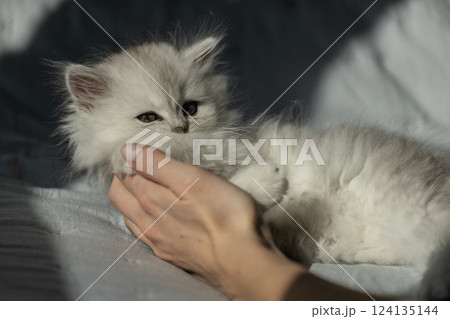 Adorable Fluffy Kitten in Gentle Human Embrace Caught in Soft Light, Showcasing the Intricate Details of its Furry Coat and Playful Expressions 124135144