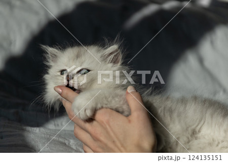 Adorable Playful Kitten Enjoying Gentle Interaction with Human Hand on Soft Bedding in a Sunlit Room, Captured in a Heartwarming Moment of Affection and Curiosity 124135151
