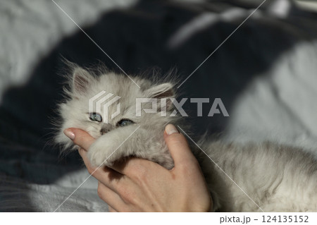 Adorable Fluffy Kitten Cuddled in a Hand, Captured in Soft Morning Light, Showcasing Unique Colors and Expressions That Make You Smile 124135152