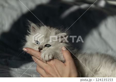Adorable fluffy Persian kitten enjoying a gentle moment as it plays and cuddles with a person's hand in soft, diffused light, showcasing its sweet features and bright eyes. Adorable fluffy Persian kitten enjoying a gentle moment as it plays and cuddles with a person's hand in soft, diffused light, showcasing its sweet features and bright eyes. 124135153