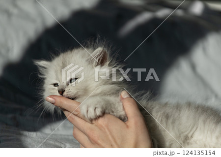 Cute Fluffy Kitten Playfully Chews on a Finger While Being Cuddled by a Hand in a Soft Light, Creating an Adorable and Heartwarming Moment of Bonding Between Human and Pet Cute Fluffy Kitten Playfully Chews on a Finger While Being Cuddled by a Hand in a Soft Light, Creating an Adorable and Heartwarming Moment of Bonding Between Human and Pet 124135154