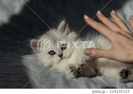 Adorable White Kitten Playfully Engaging with a Human Hand Under Soft Light in a Cozy Setting Surrounded by Gentle Shadows and Soft Textures 124135157