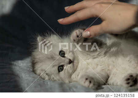 Adorable fluffy white Persian kitten playfully interacting with a person's hand, showcasing its playful nature and big, expressive eyes in a cozy environment filled with bright sunlight. 124135158