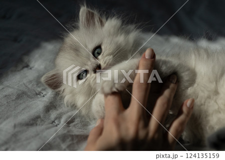 A Playful White Kitten Engaging with a Person's Hand in Soft, Natural Light A Moment of Joy and Affection Captured in a Cozy Setting A Playful White Kitten Engaging with a Person's Hand in Soft, Natural Light A Moment of Joy and Affection Captured in a Cozy Setting 124135159