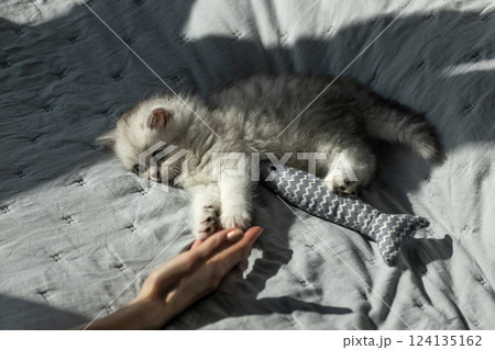 Adorable Fluffy Kitten Engaging Playfully with a Human Hand and a Cozy Fish Toy on a Soft Bed Spread Bathed in Gentle Sunlight 124135162
